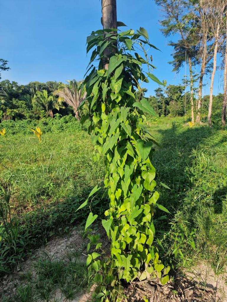 listing image with ID 64033