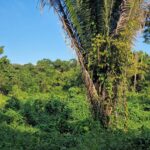 listing image thumbnail with ID 64041