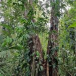 listing image thumbnail with ID 63971