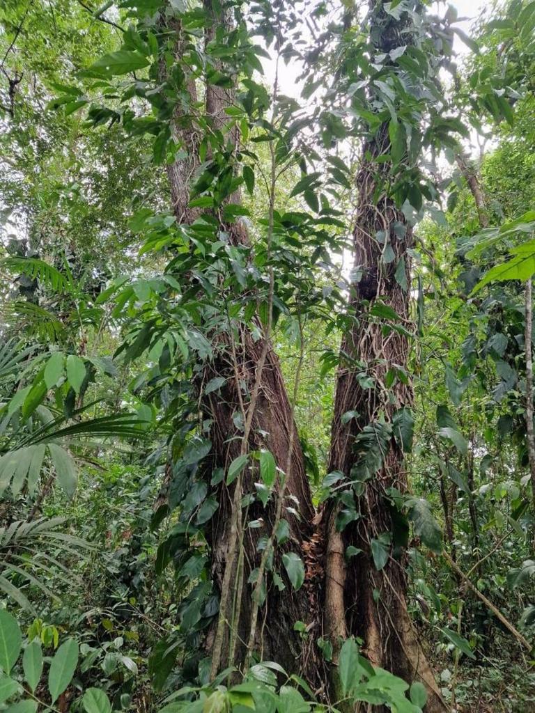 listing image with ID 63971