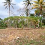 listing image thumbnail with ID 67301