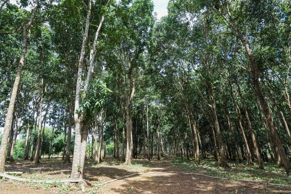 listing image with ID 67655