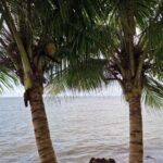 listing image thumbnail with ID 63718