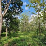 listing image thumbnail with ID 64194