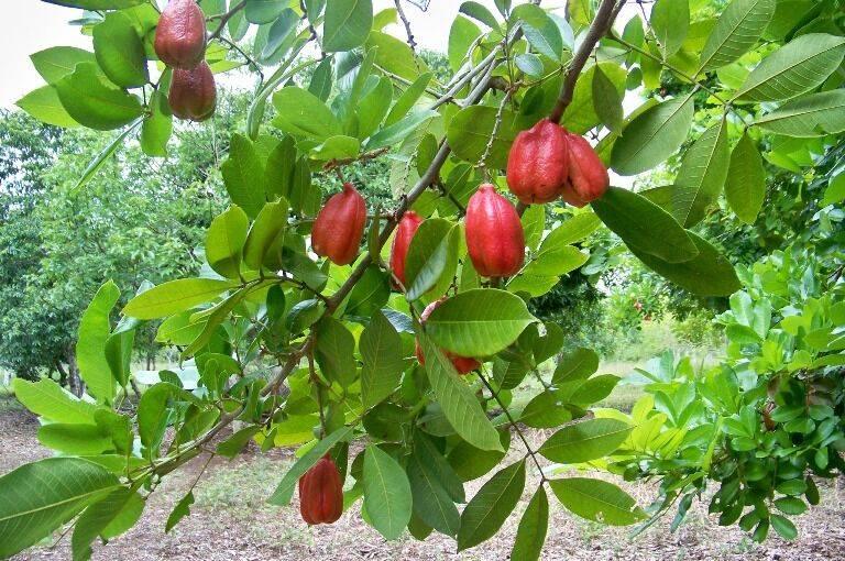 listing image with ID 63577