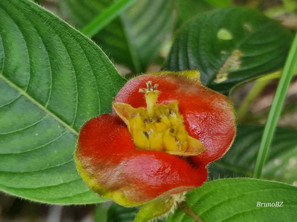 listing image with ID 63946