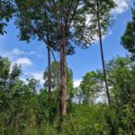 listing image thumbnail with ID 63947