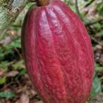 listing image thumbnail with ID 66264