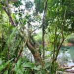 listing image thumbnail with ID 64885