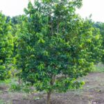 listing image thumbnail with ID 67687