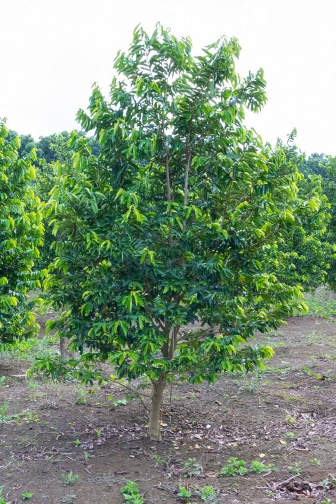 listing image with ID 67687