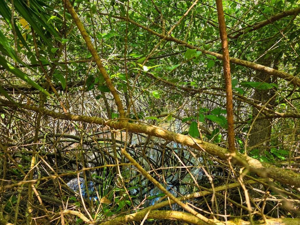 listing image with ID 63740