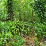 listing image thumbnail with ID 66273