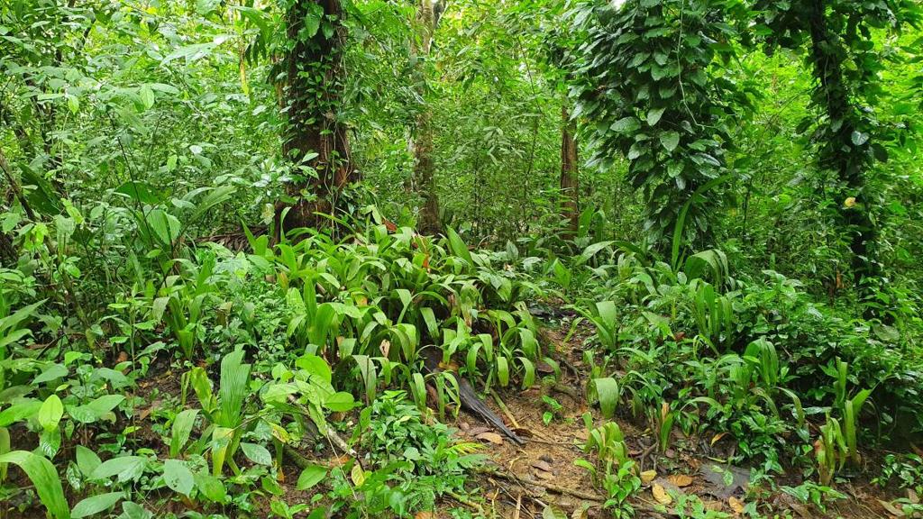 listing image with ID 66273