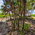 listing image thumbnail with ID 65813