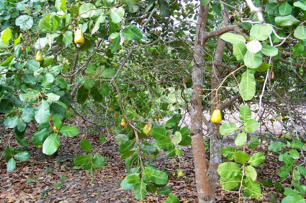 listing image with ID 67295