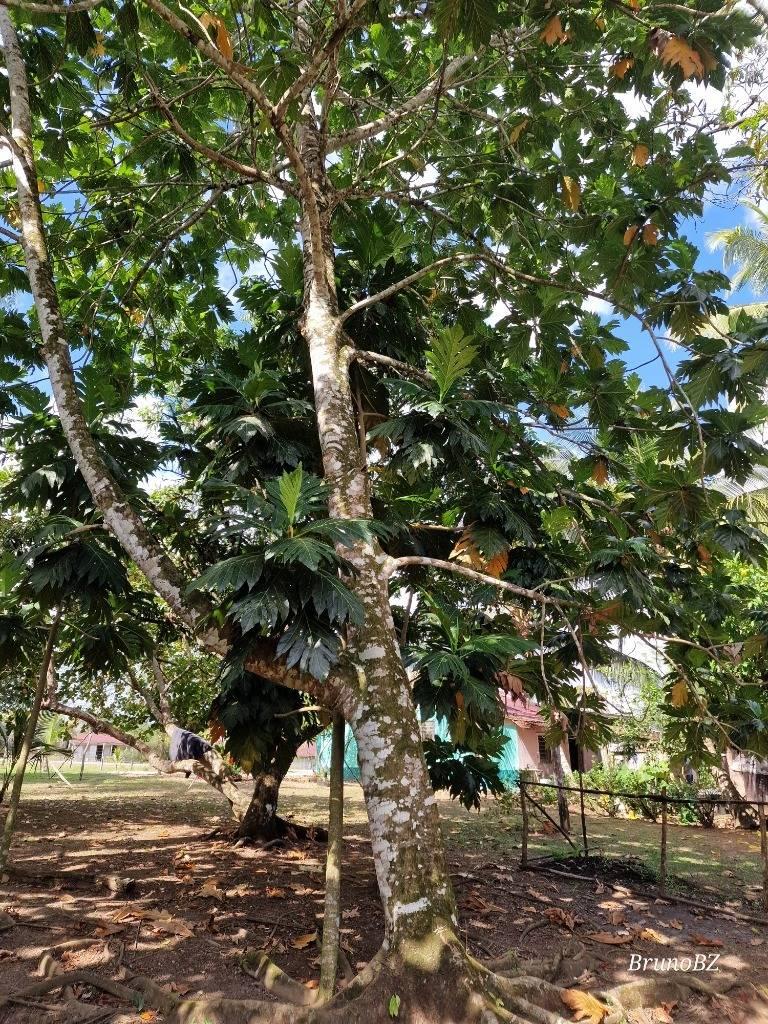 listing image with ID 67989