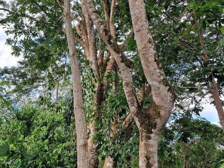 listing image with ID 67544