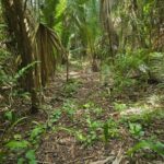 listing image thumbnail with ID 66676