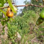 listing image thumbnail with ID 67299