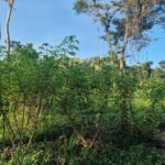 listing image thumbnail with ID 64039