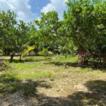 listing image thumbnail with ID 67675