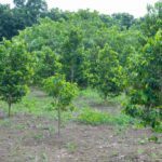 listing image thumbnail with ID 67685