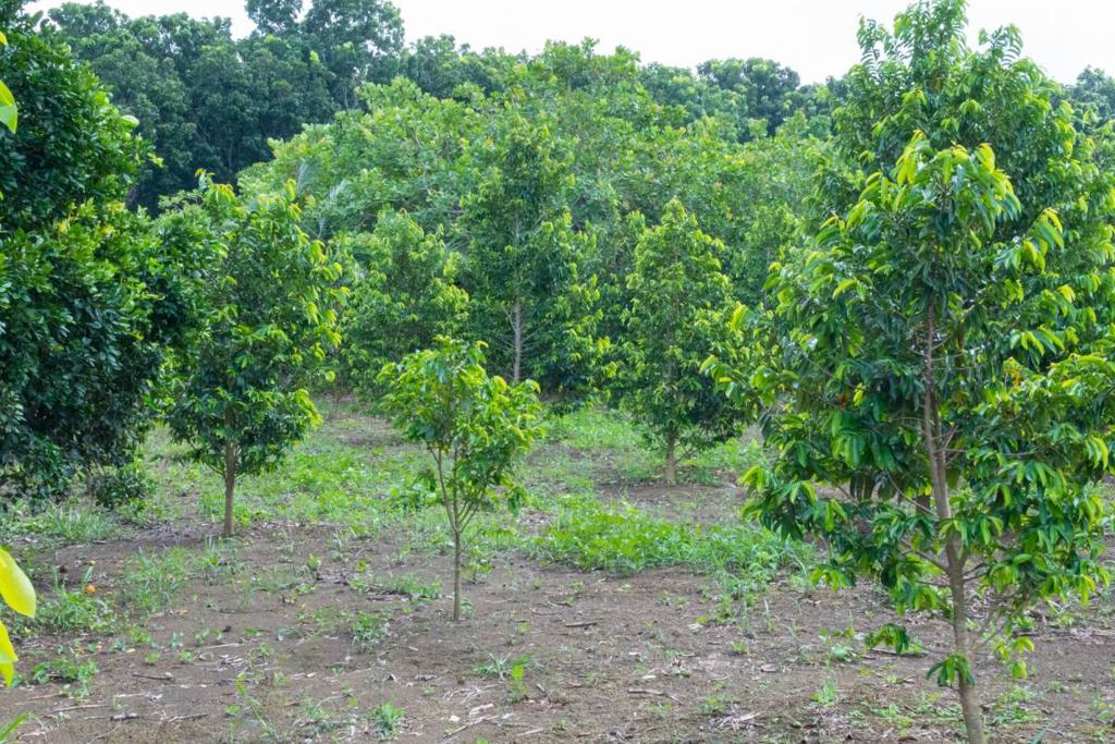 listing image with ID 67685