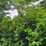 listing image thumbnail with ID 66267