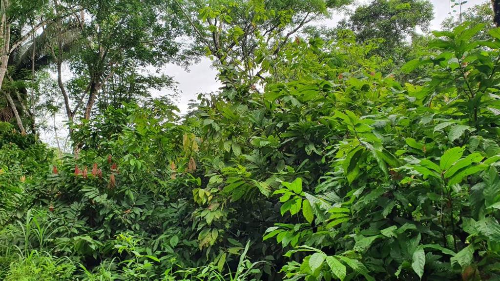 listing image with ID 66267