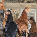 listing image thumbnail with ID 66882