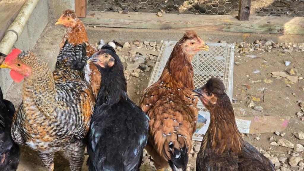 listing image with ID 66882