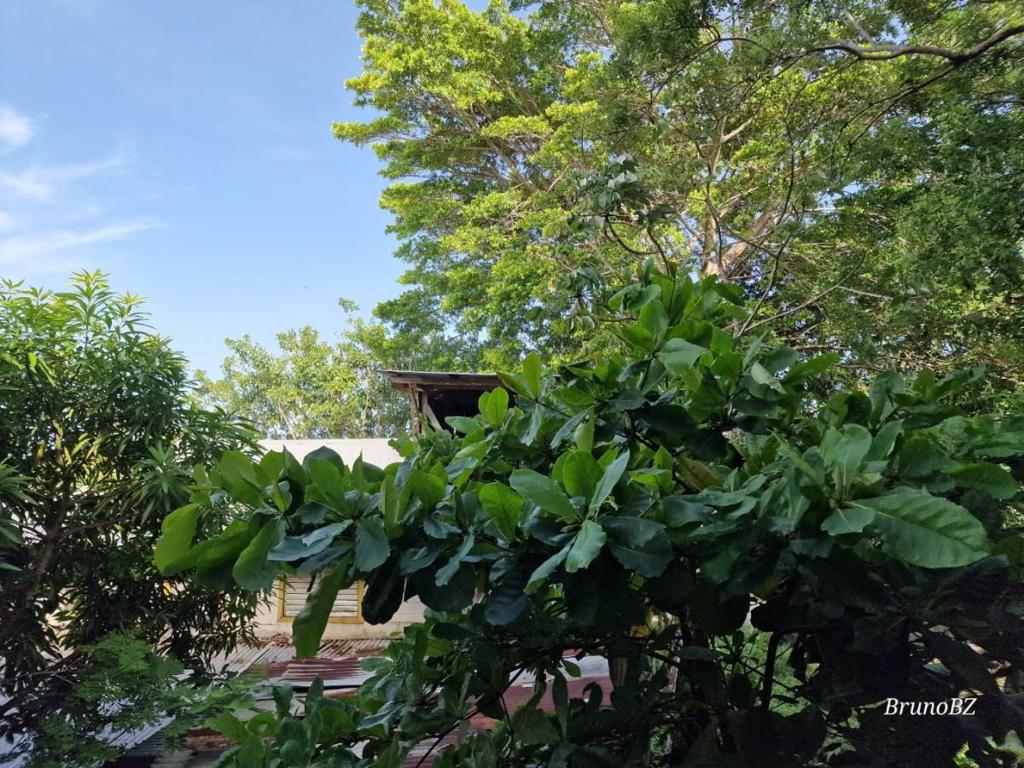 listing image with ID 64087