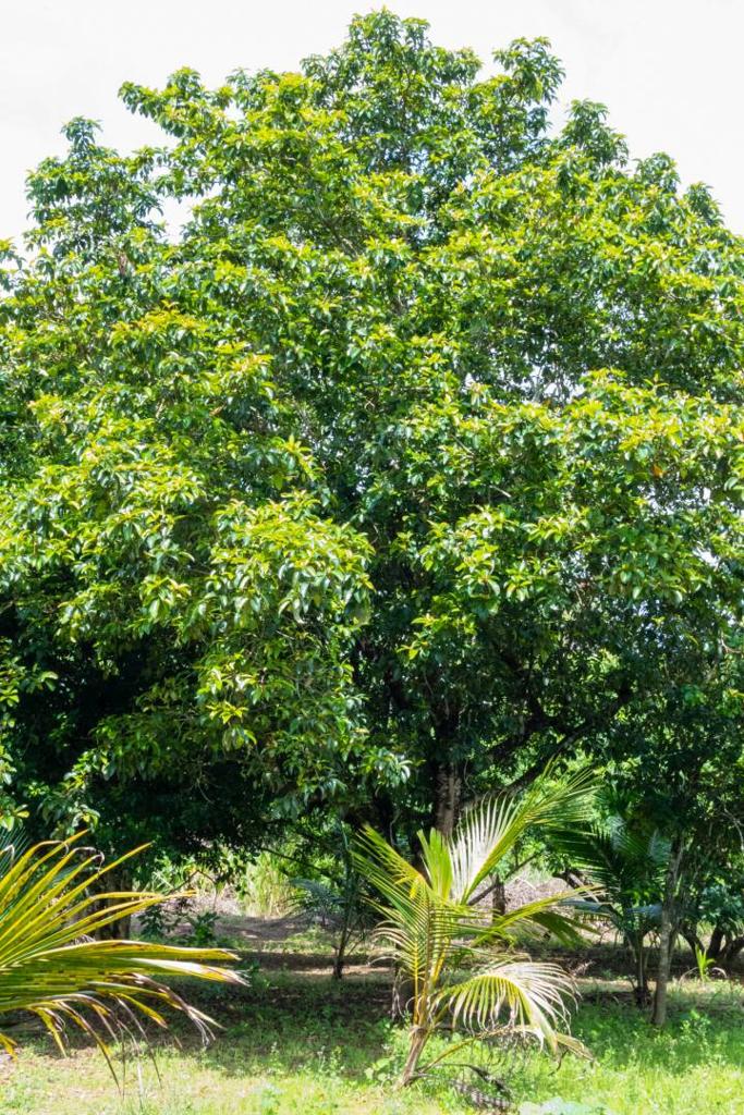 listing image with ID 67686