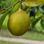 listing image thumbnail with ID 64997