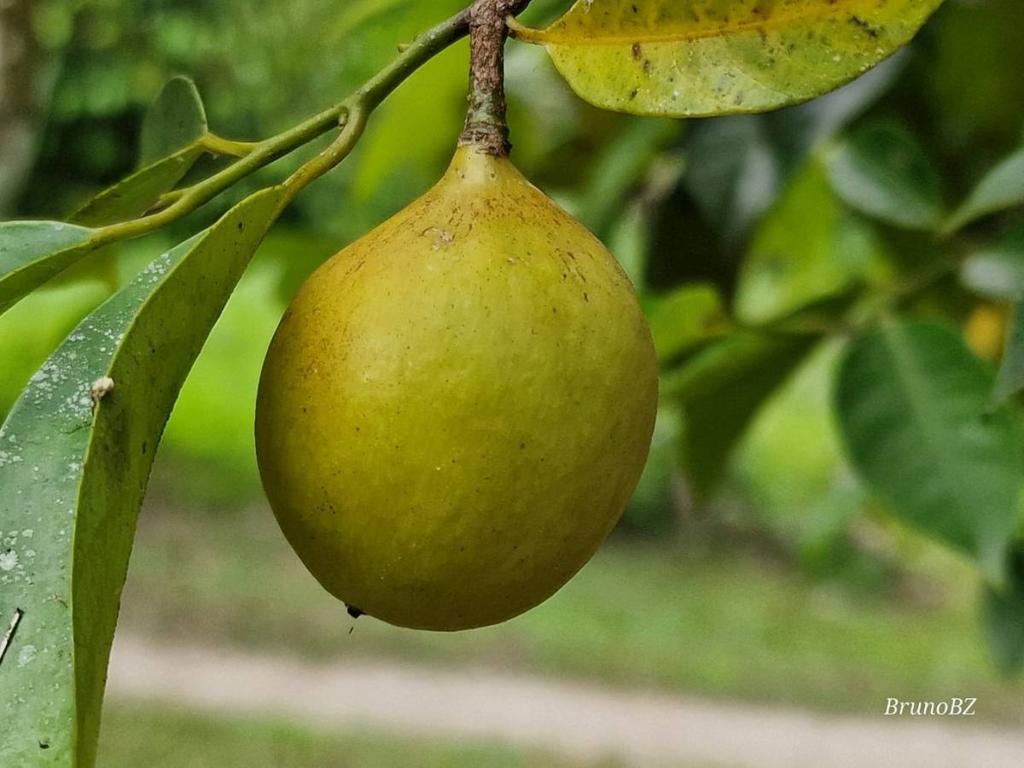 listing image with ID 64997