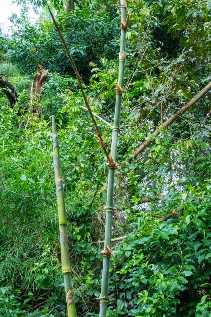 listing image with ID 67702