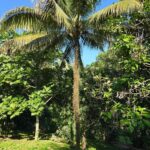 listing image thumbnail with ID 64598