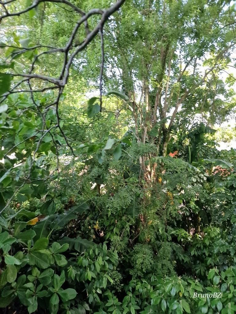 listing image with ID 64096