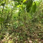 listing image thumbnail with ID 64891