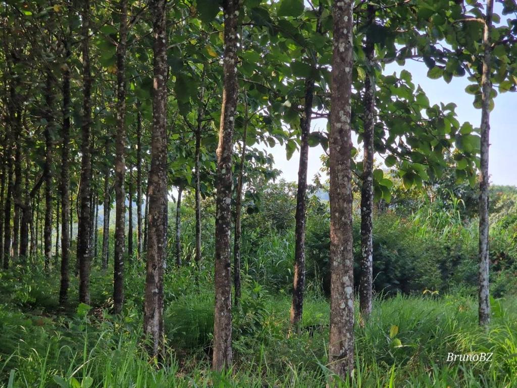 listing image with ID 68058