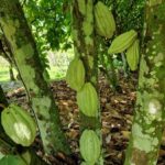 listing image thumbnail with ID 64982