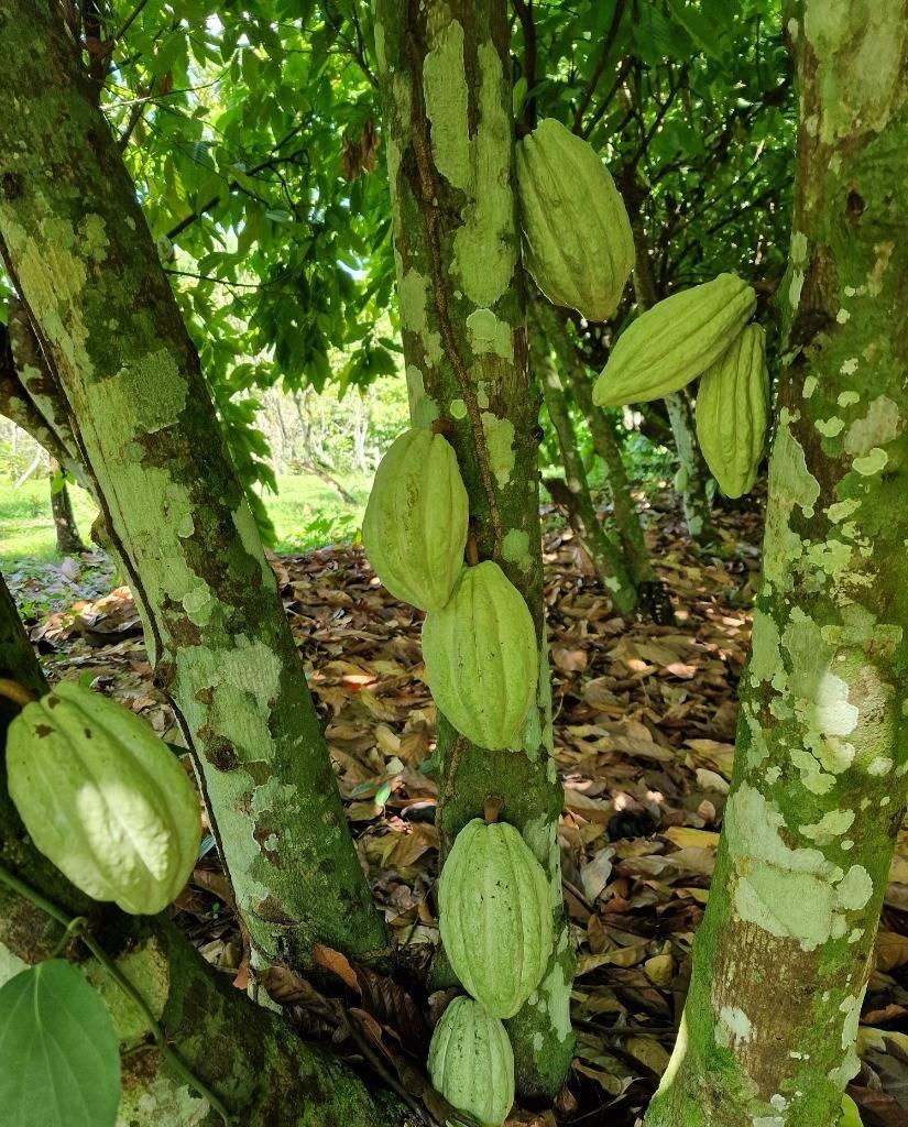 listing image with ID 64982