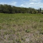 listing image thumbnail with ID 68833