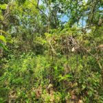 listing image thumbnail with ID 69204