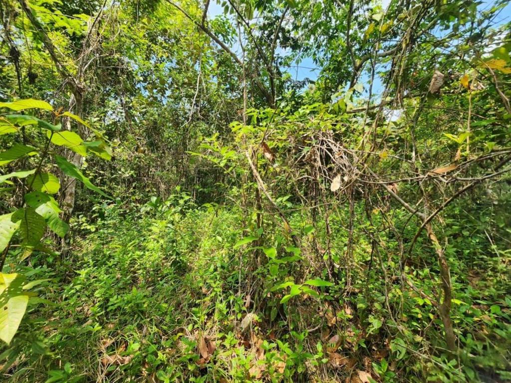 listing image with ID 69204