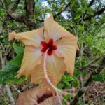 listing image thumbnail with ID 63708