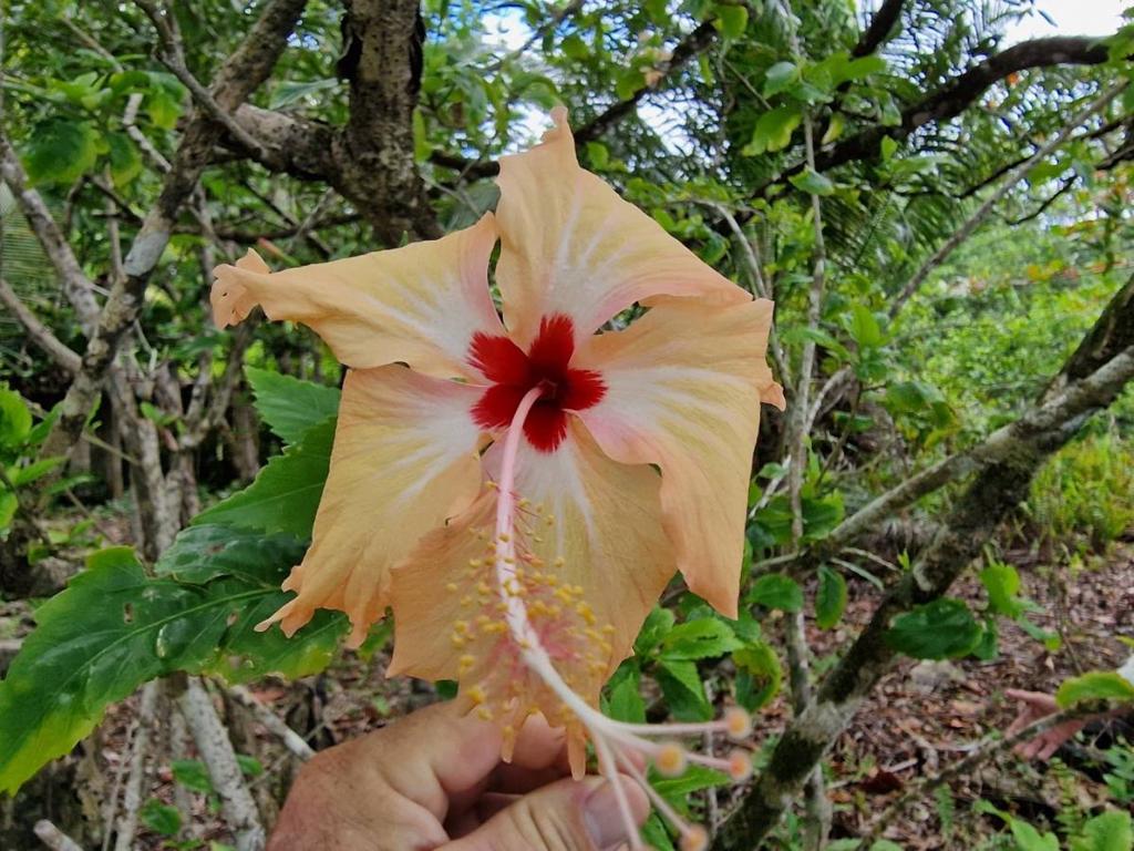 listing image with ID 63708