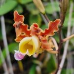 listing image thumbnail with ID 63710