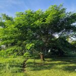 listing image thumbnail with ID 67210